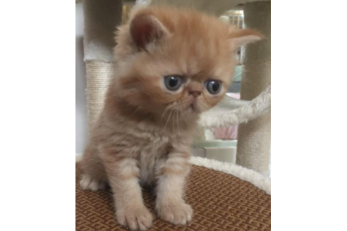 成約済の岡山県のエキゾチックショートヘア-31962の3枚目